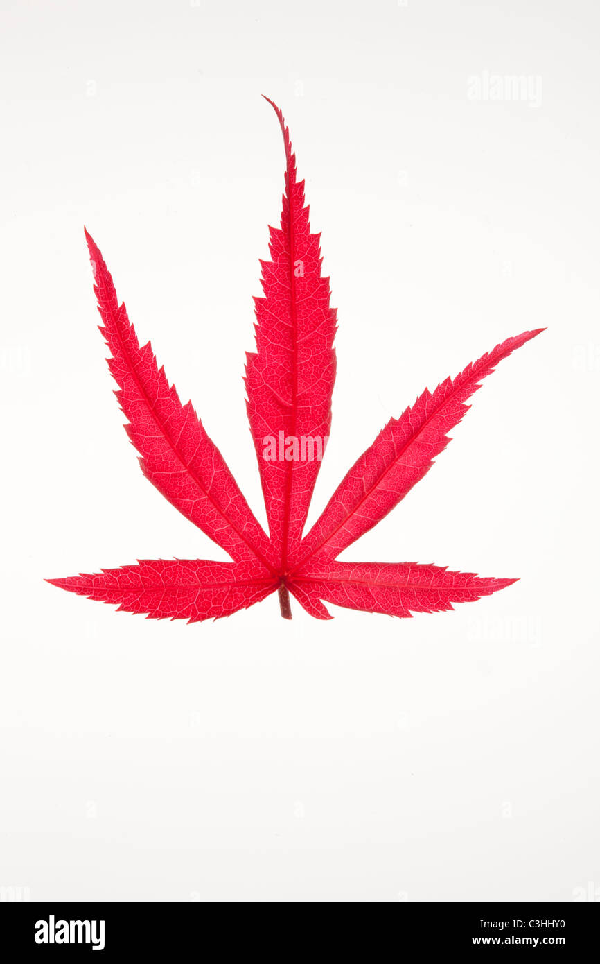 red leaf on white Stock Photo