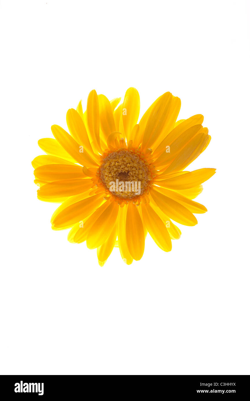 yellow gerber daisy on white Stock Photo