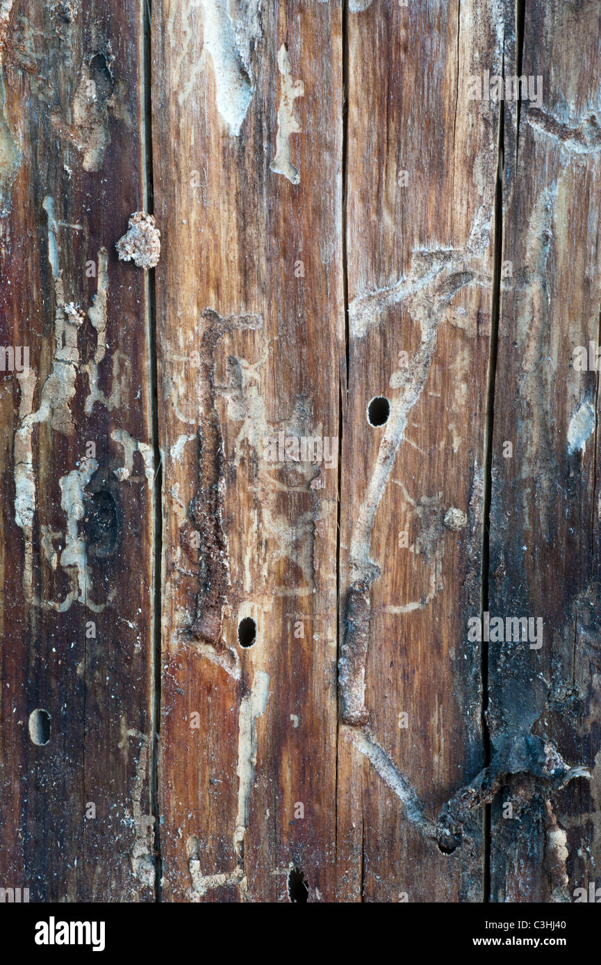 Tracks and entrance holes of the Mountain Pine Beetle in the trunk of a lodgepole pine tree in Seeley Lake, Montana. Stock Photo