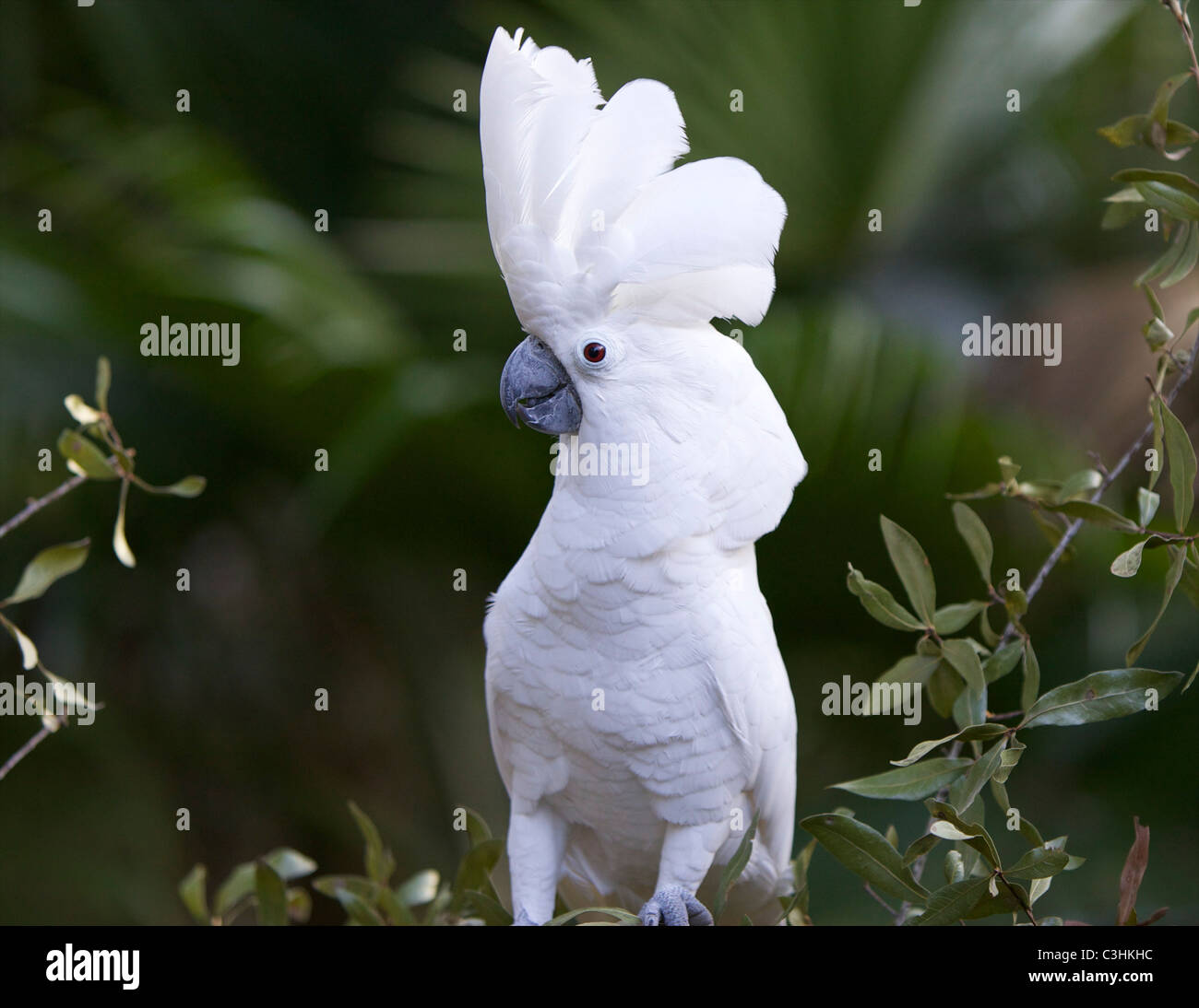White Cockatoo (Cacatua alba) with its crest raised.  The red eyes indicate a female in puberty. Stock Photo