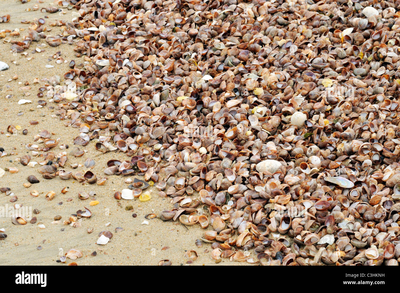 Abundance of a variety of seashells washed ashore  on a sandy Cape Cod beach as the tide goes out, USA. Stock Photo