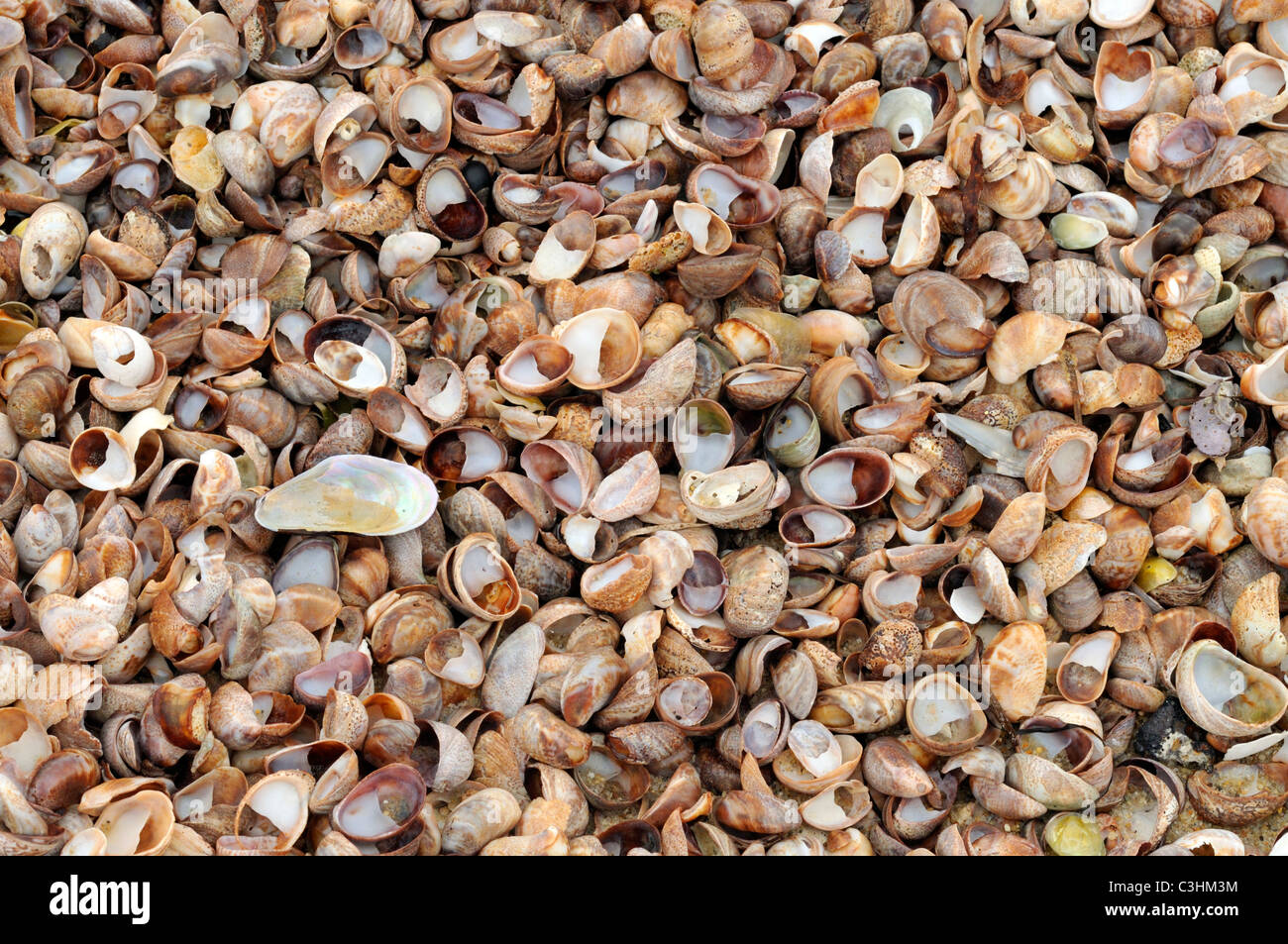 Detailed view of lots and lots of seashells washed ashore on  sandy Cape Cod beach, USA Stock Photo