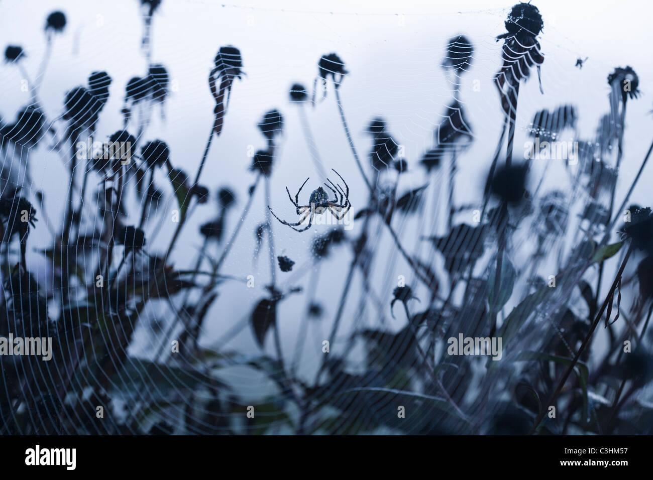 Spider sitting in spider web Stock Photo - Alamy