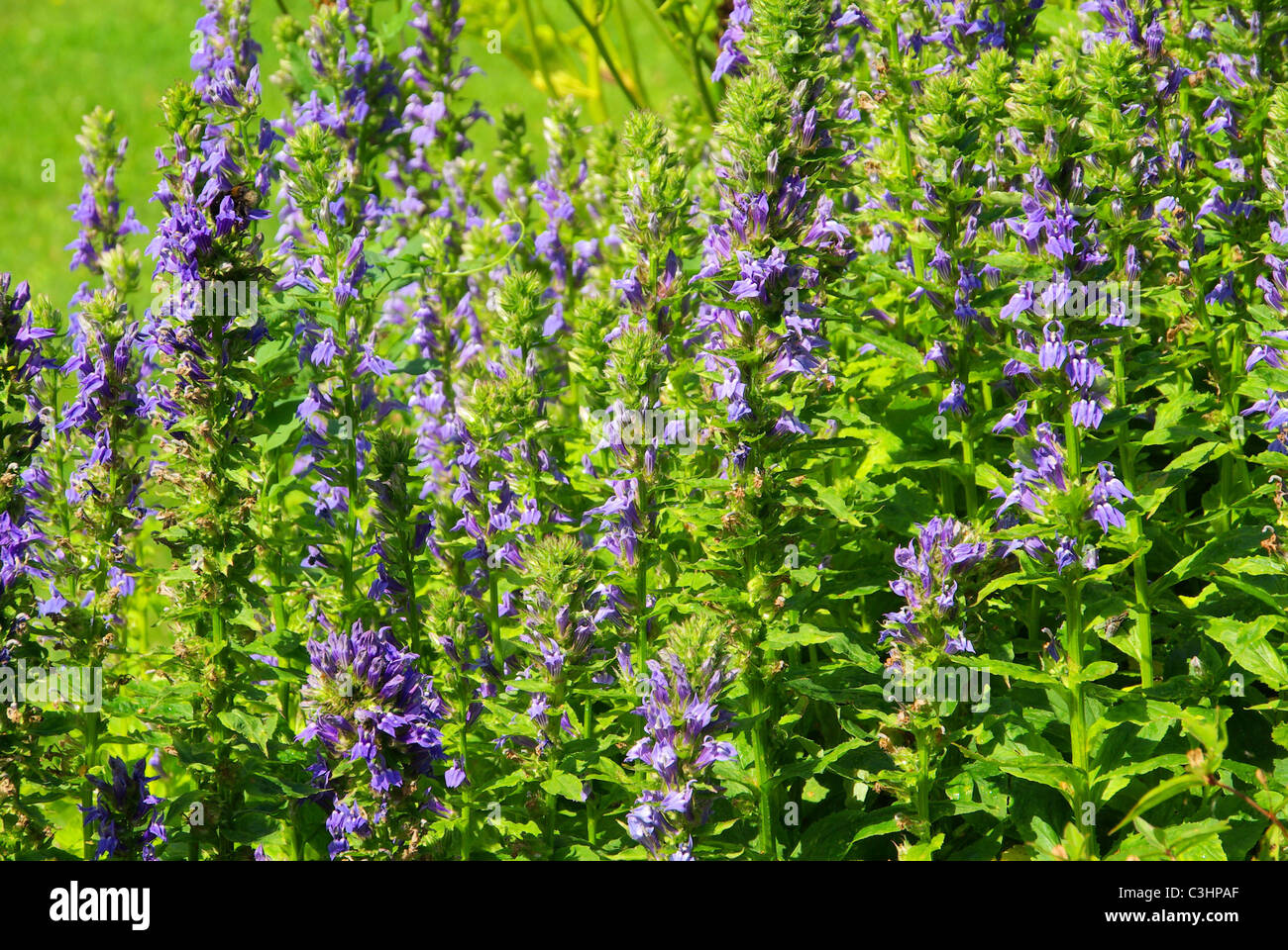 Kriechende gunsel ajuga reptans blue bugle bugleherb bugle hires stock