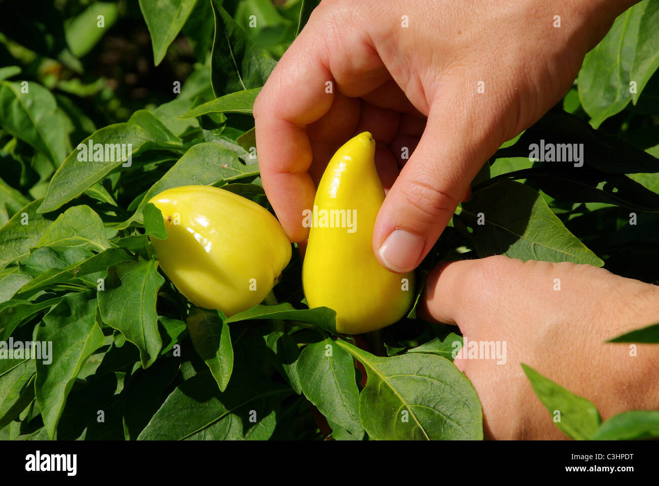 Paprika ernten paprika harvest 03 Stock Photo Alamy