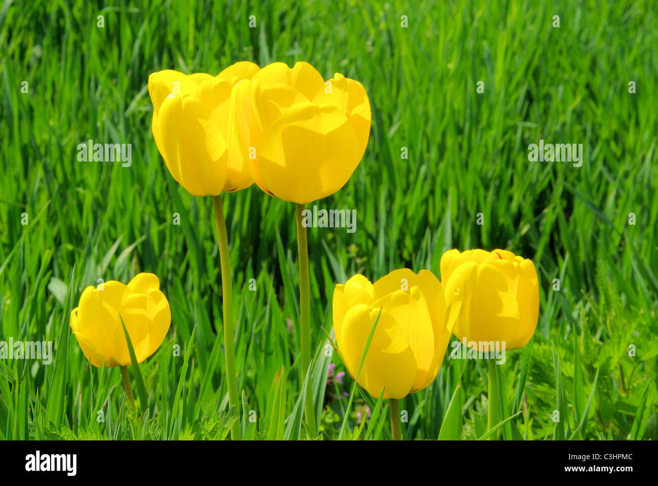 Tulpe gelb - tulip yellow 06 Stock Photo