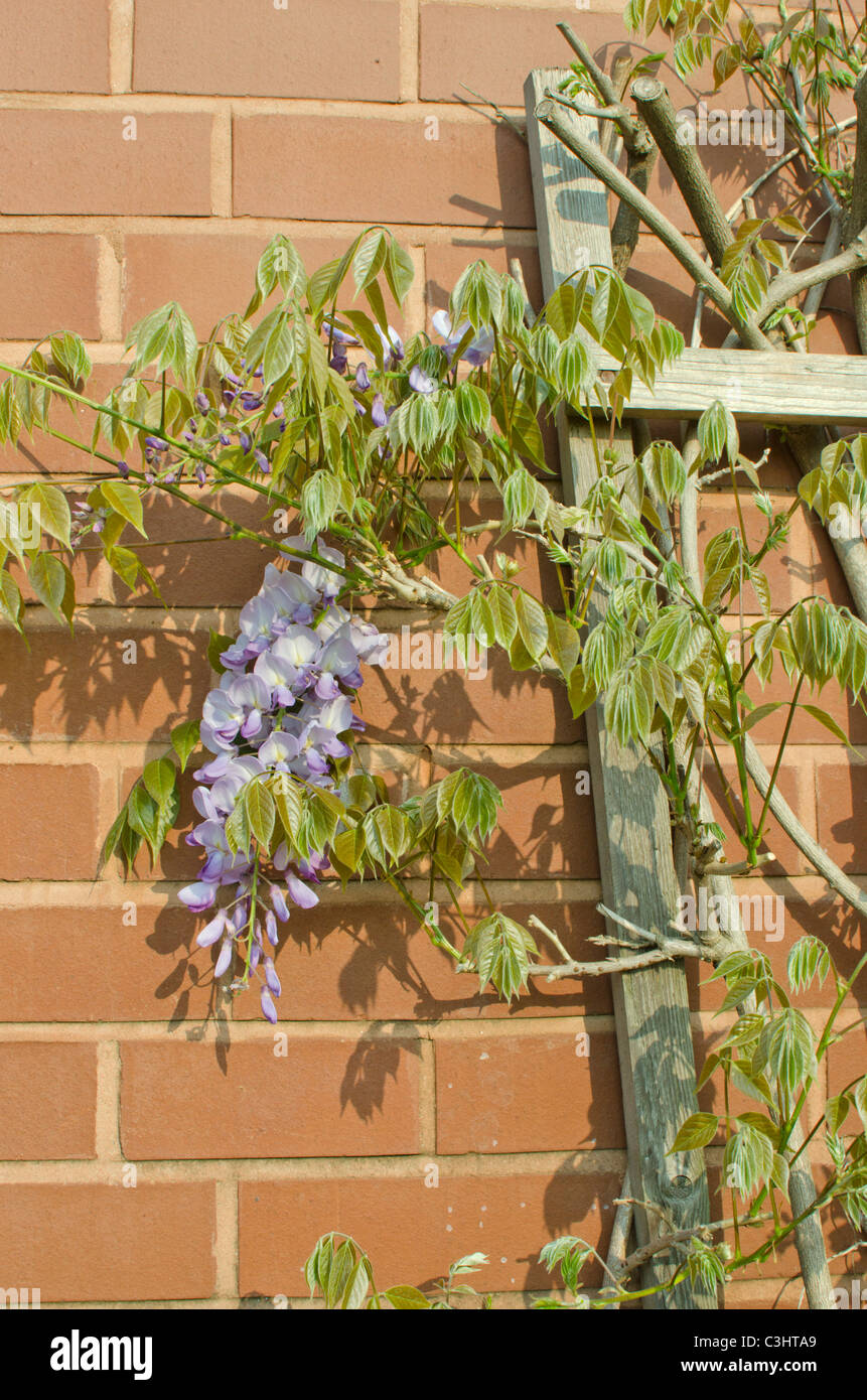 Wisteria sinensis growing on a wooden frame against a brick wall Stock Photo