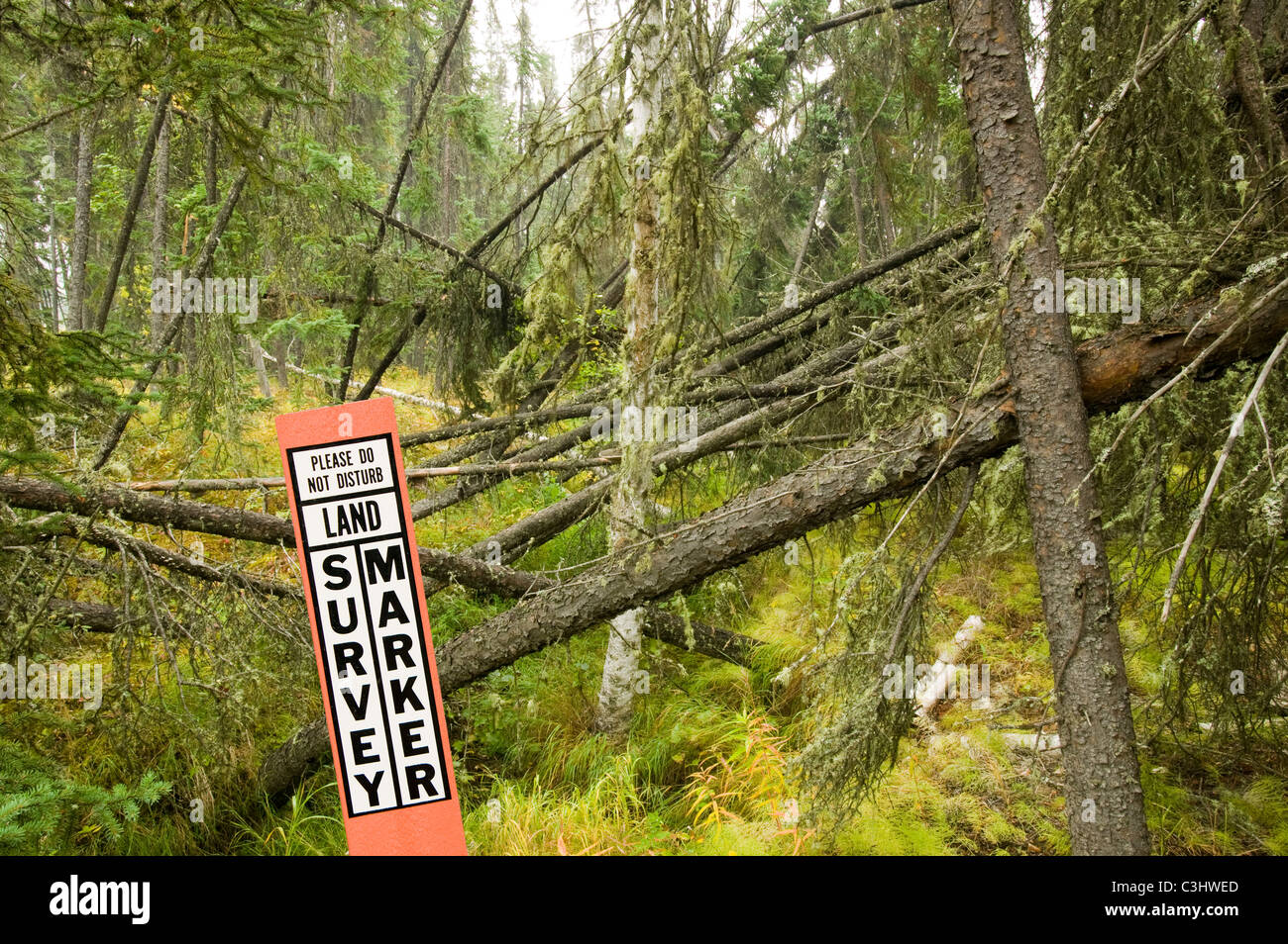 Drunken trees permafrost hires stock photography and images Alamy