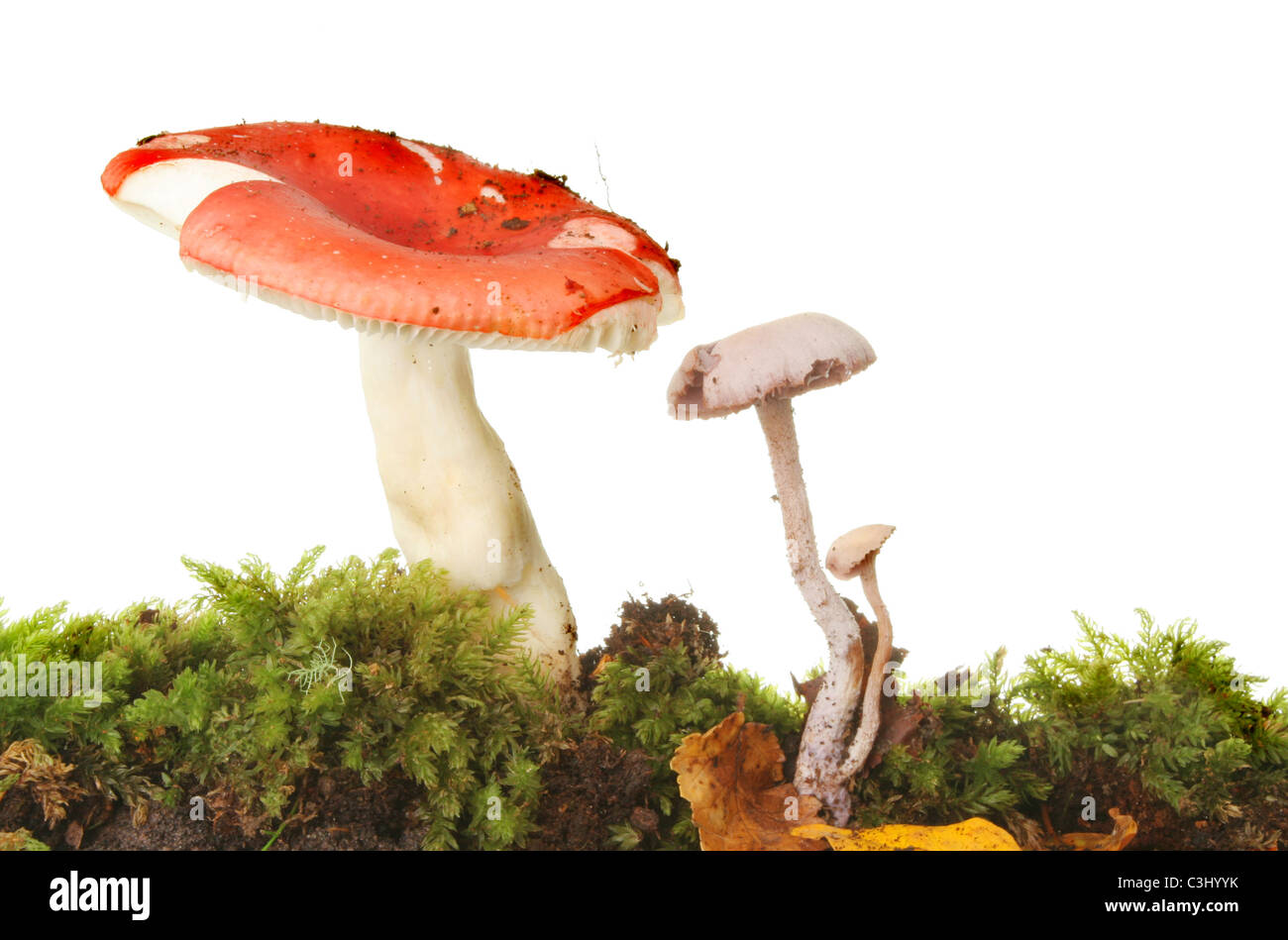 Large red and two small gray toadstools growing in a bed of moss Stock Photo