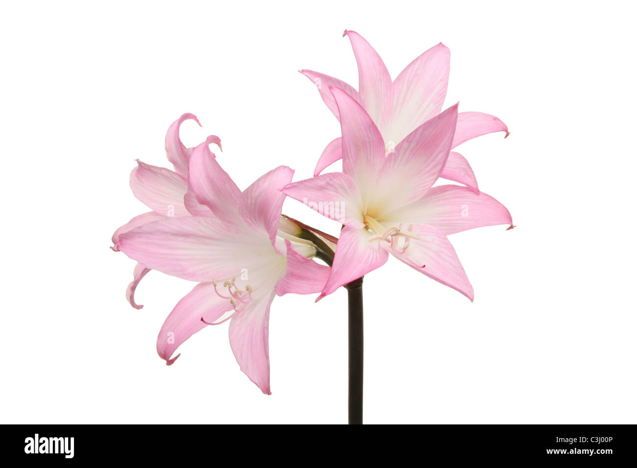 Purple lilly flowers isolated against white Stock Photo