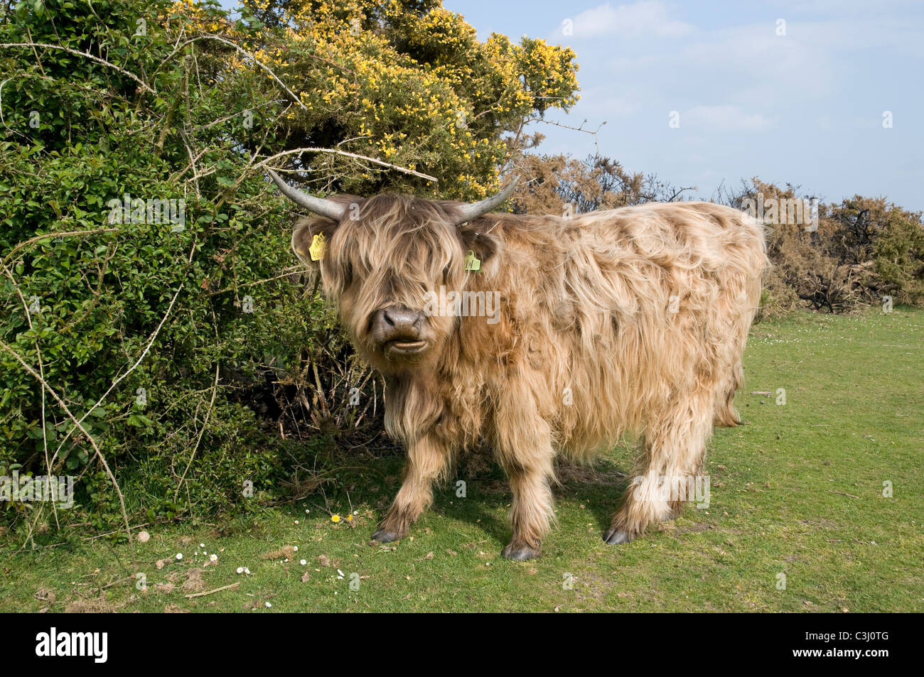 miniature highland cows