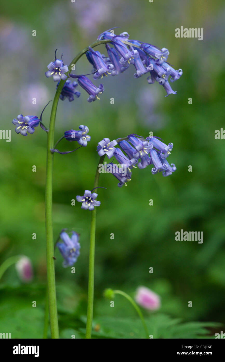Hasengloeckchen, Scilla Non-scripta, Endymion Nonscriptus, Common