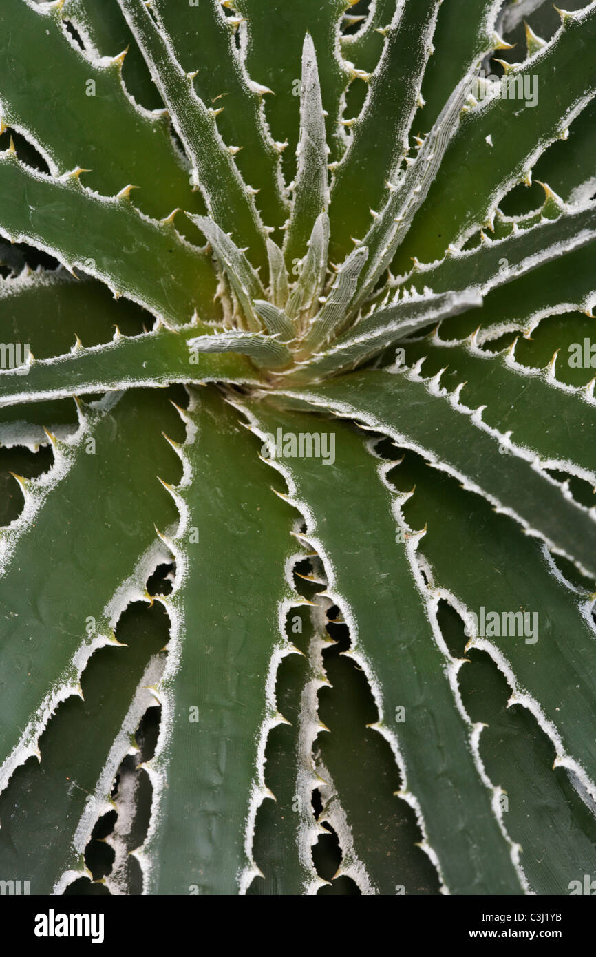 Kaktus mit Stacheln, Dornen, Hechtia spec., Bromeliaceaecactus with prickle Stock Photo