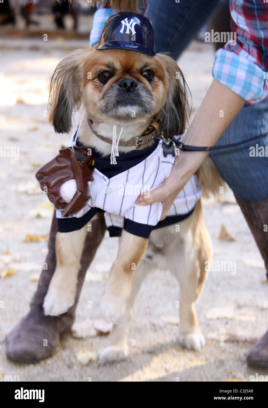 Dog dressed as A Rod - Yankees at the 19th Annual Topkins Square Halloween  Dog Parade New York City, USA - 25.10.09 Stock Photo - Alamy