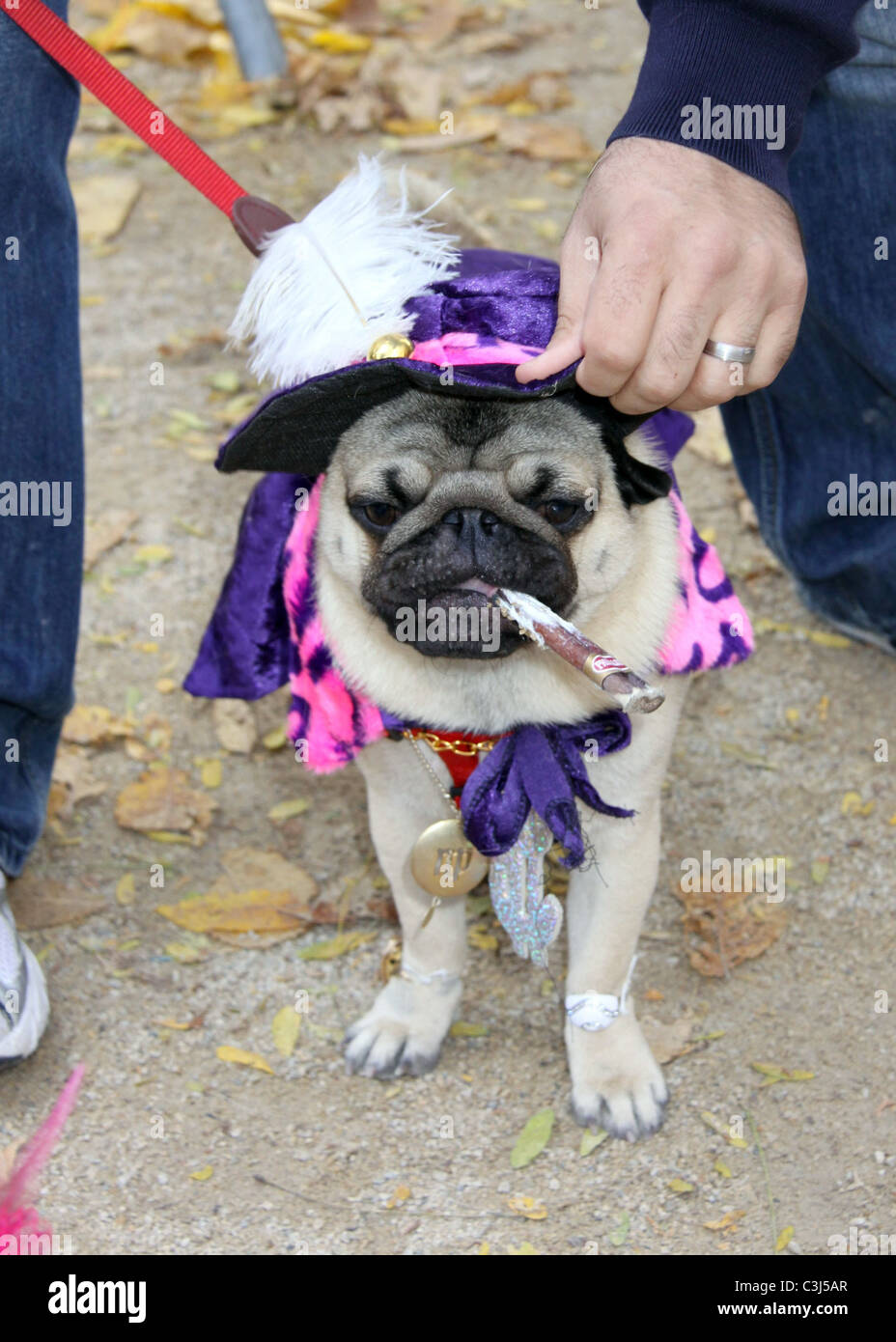 Dog dressed as a Smoking Dog at the 19th Annual Topkins Square Halloween Dog  Parade New York City, USA - 25.10.09 Stock Photo