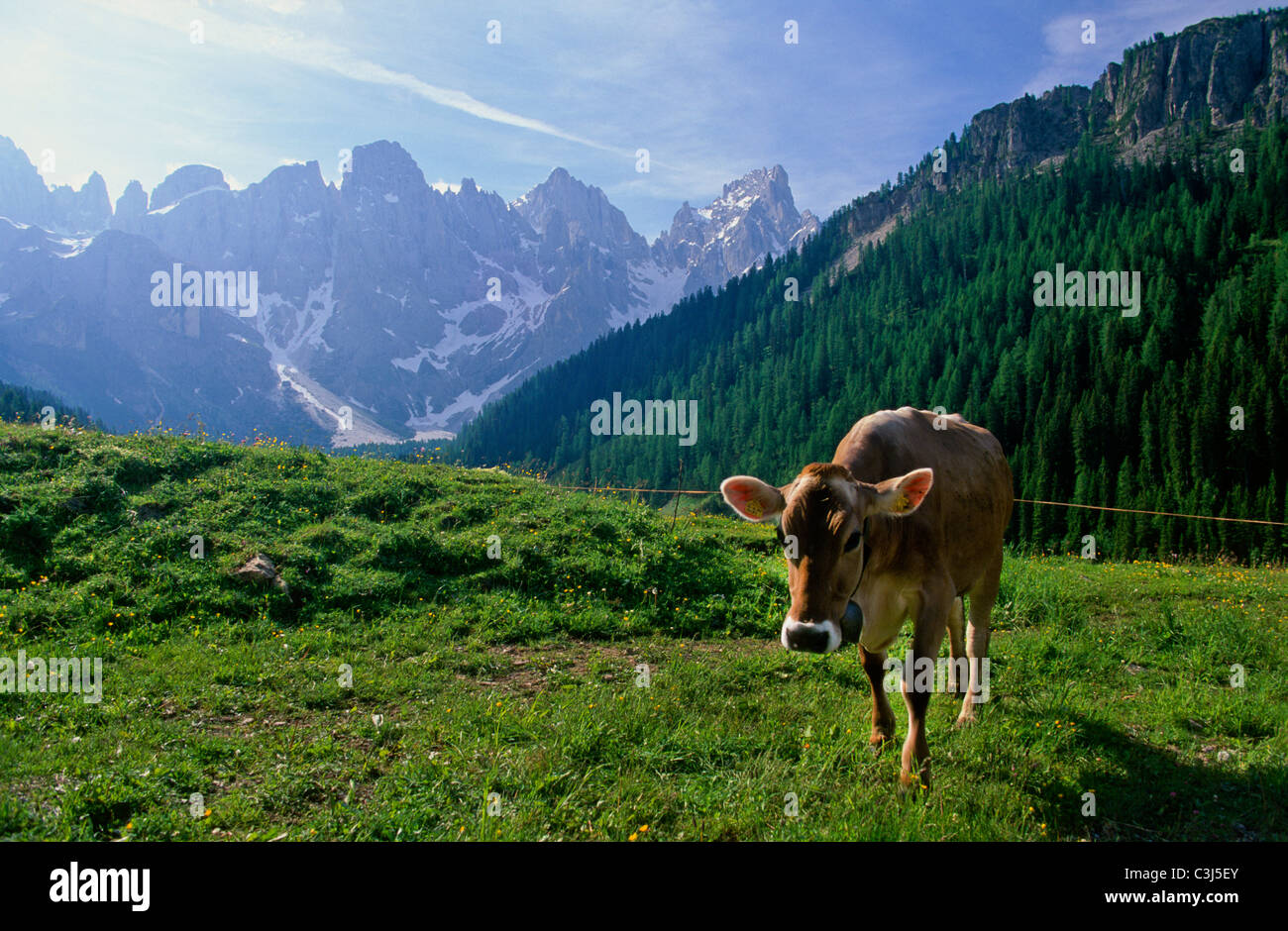 Cow in the Alps Stock Photo - Alamy