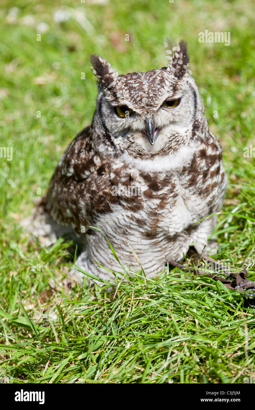 Eagle Owl Stock Photo Alamy