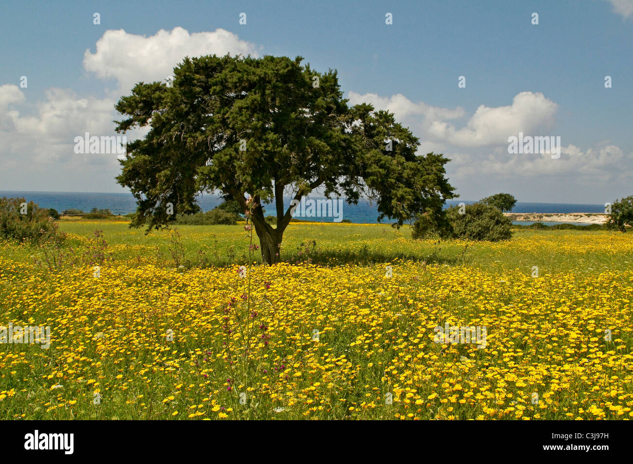 The wildflower landscape of the coastal area of the Akamas Peninsula in spring Stock Photo