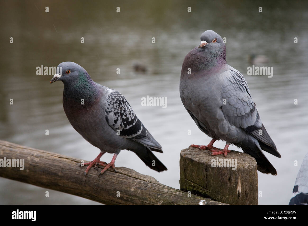 Two pigeons Stock Photo