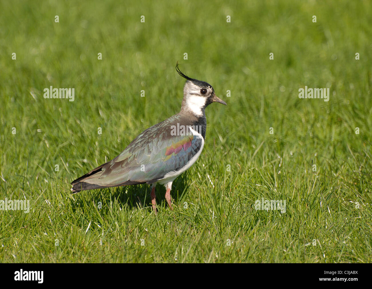 Forest of bowland bird hi-res stock photography and images - Alamy