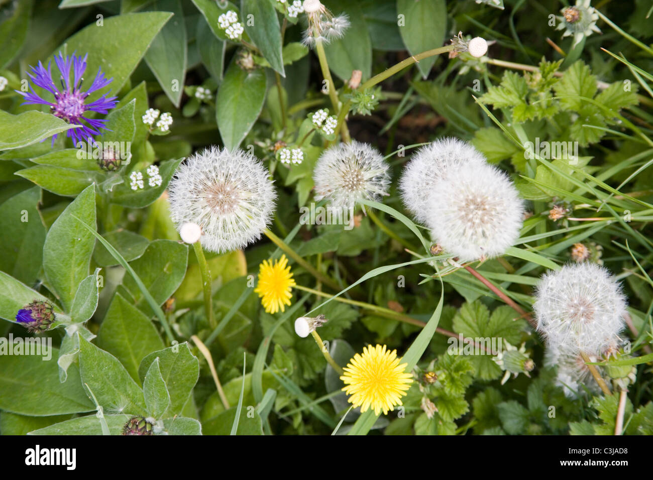 Weeds hi-res stock photography and images - Alamy