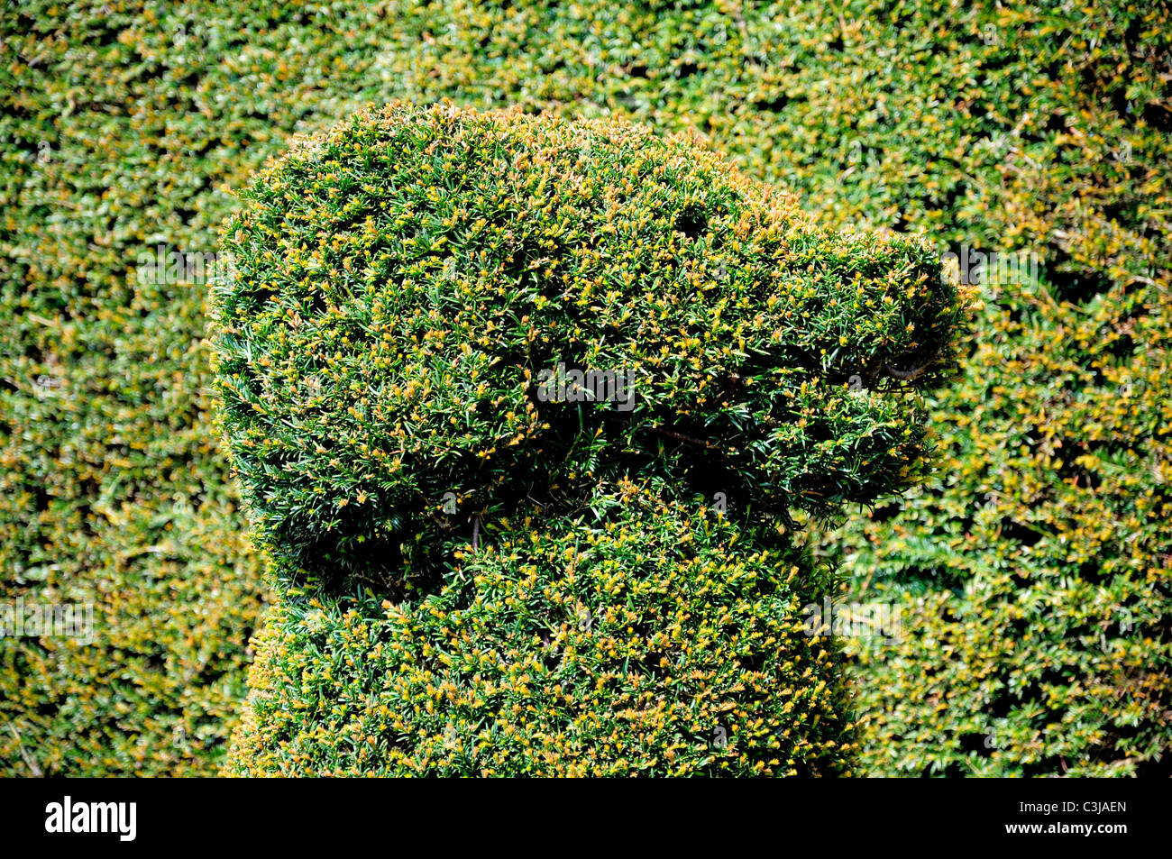 Profile of dog head created in hedge with topiary. Stock Photo