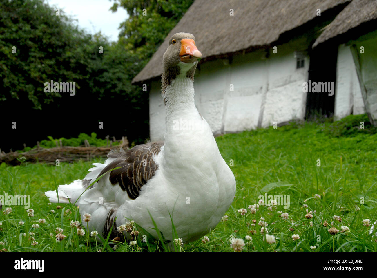 Goose in the Frilandsmuseet at Lyngby in Copenhagen on Zealand island in Denmark Stock Photo