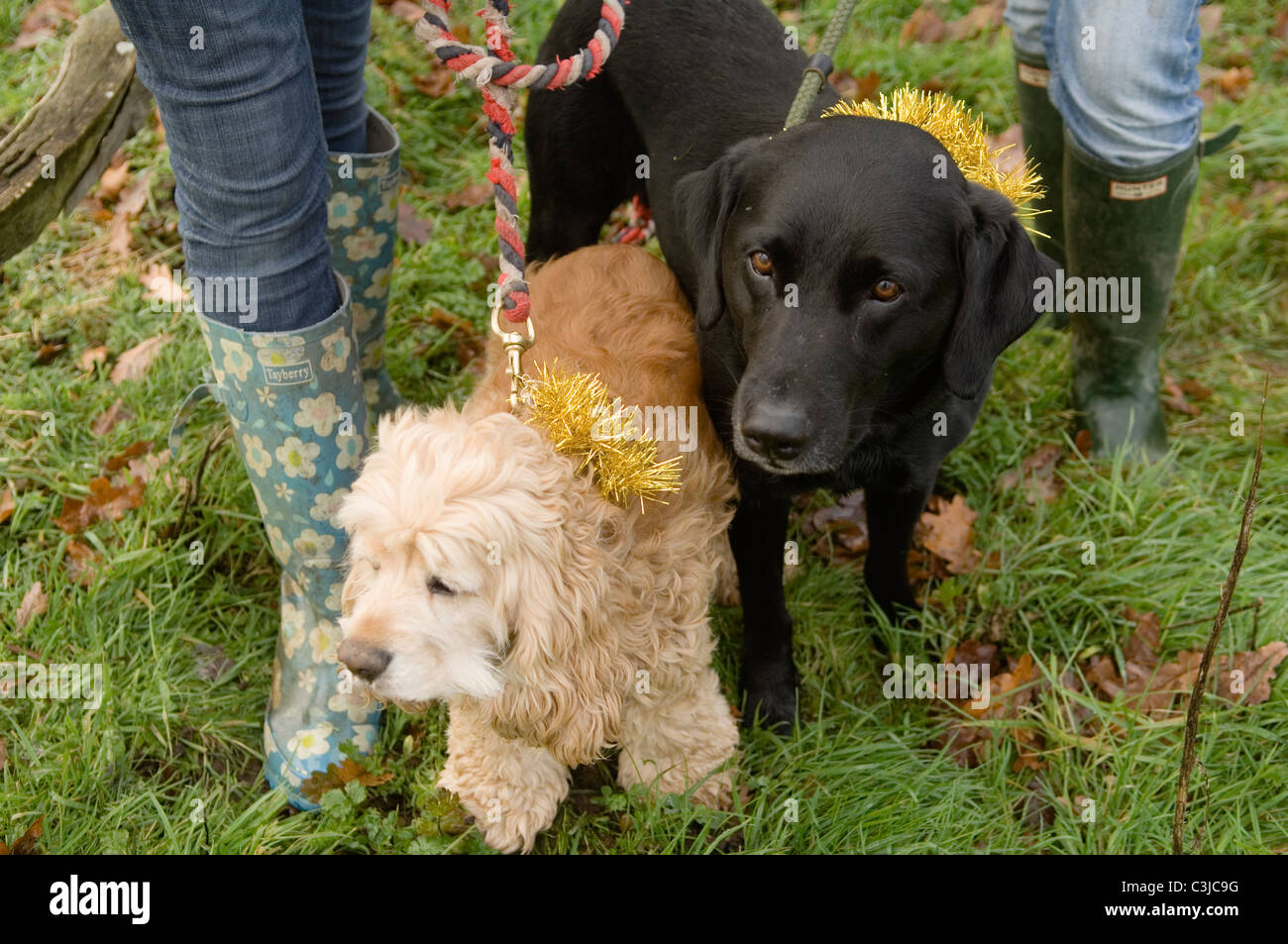 An American cocker spaniel and black Labrador  with tinsel collars in the grass Stock Photo