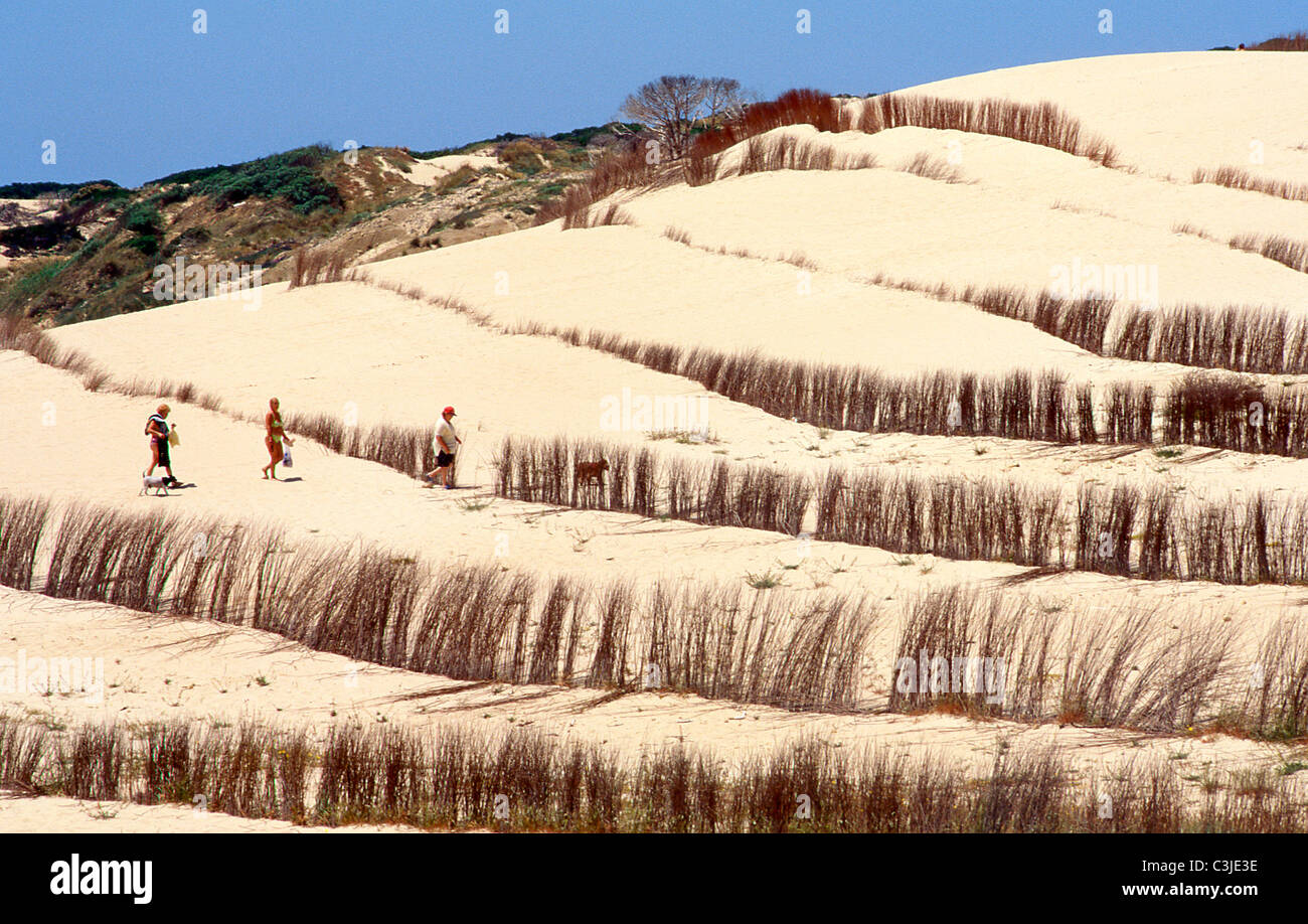 Vertical view of a large sand dune with blue sky in the back and