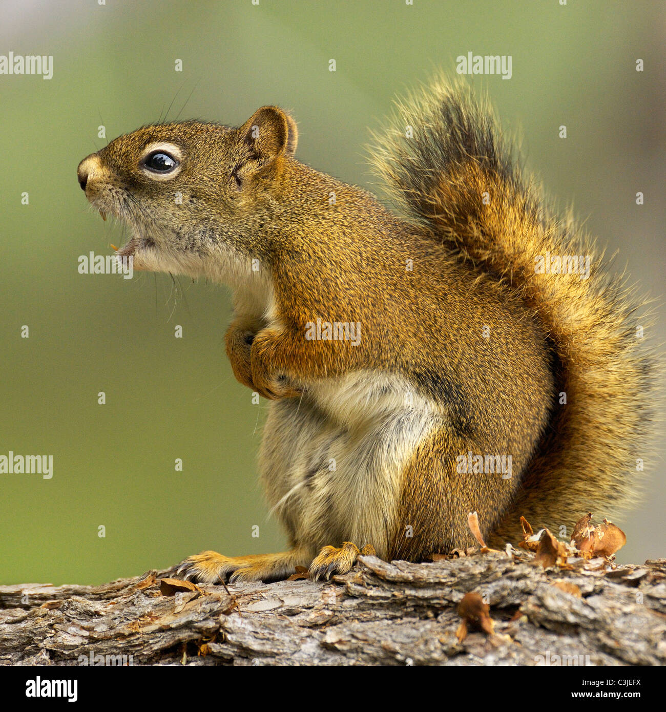 Red Squirrel Warning Stock Photo