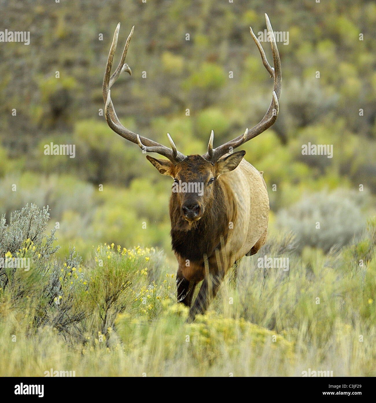 Bull Elk running into the camera. Stock Photo