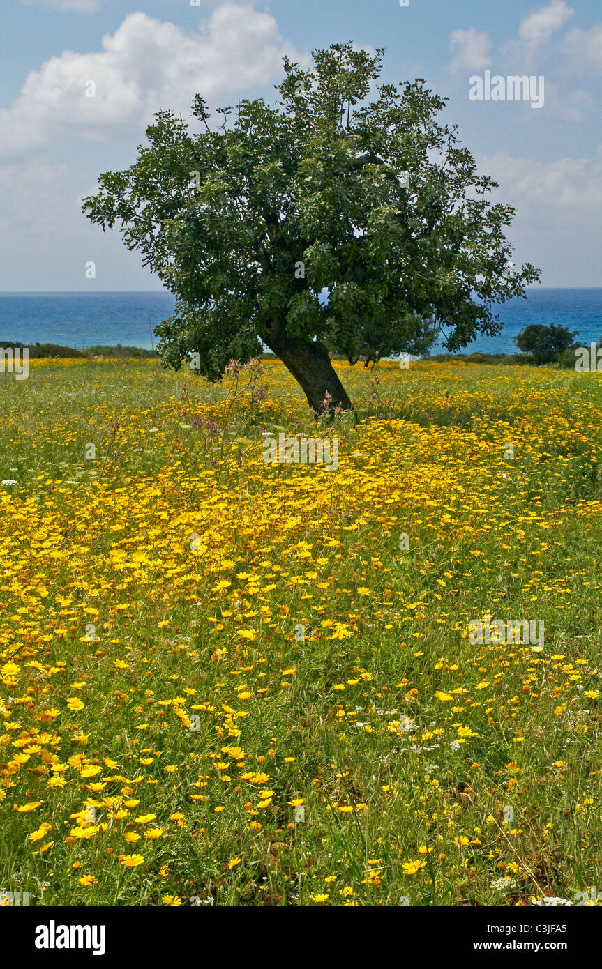 The wildflower landscape of the coastal area of the Akamas Peninsula in spring Stock Photo