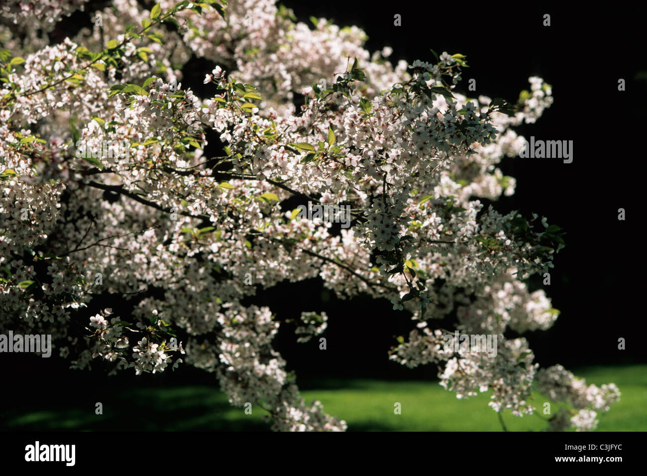 Kirschbaum, Bluete, Prunus, Cherry tree, Blossom, Insel Mainau, Deutschland, Germany Stock Photo