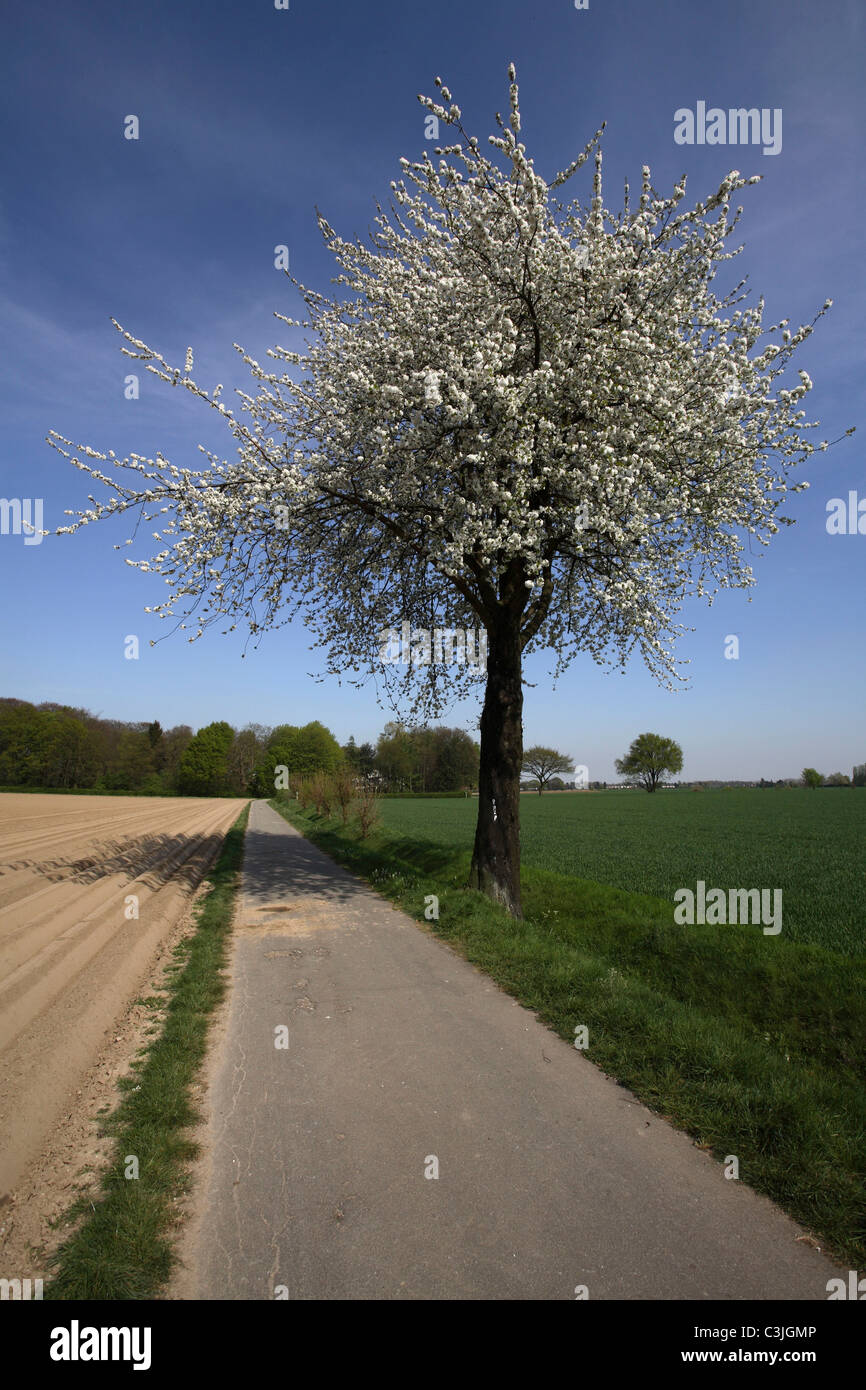 Bluehender Kirchbaum am Wegesrand, Blossoming tree on wayside, Deutschland, Germany Stock Photo