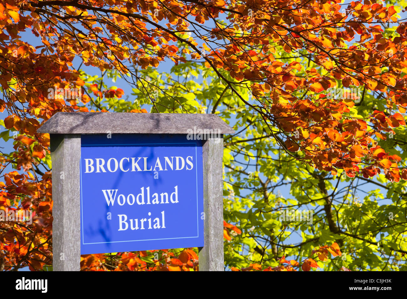 Copper Beech leaves in Spring, UK and a woodland burial sign. Stock Photo
