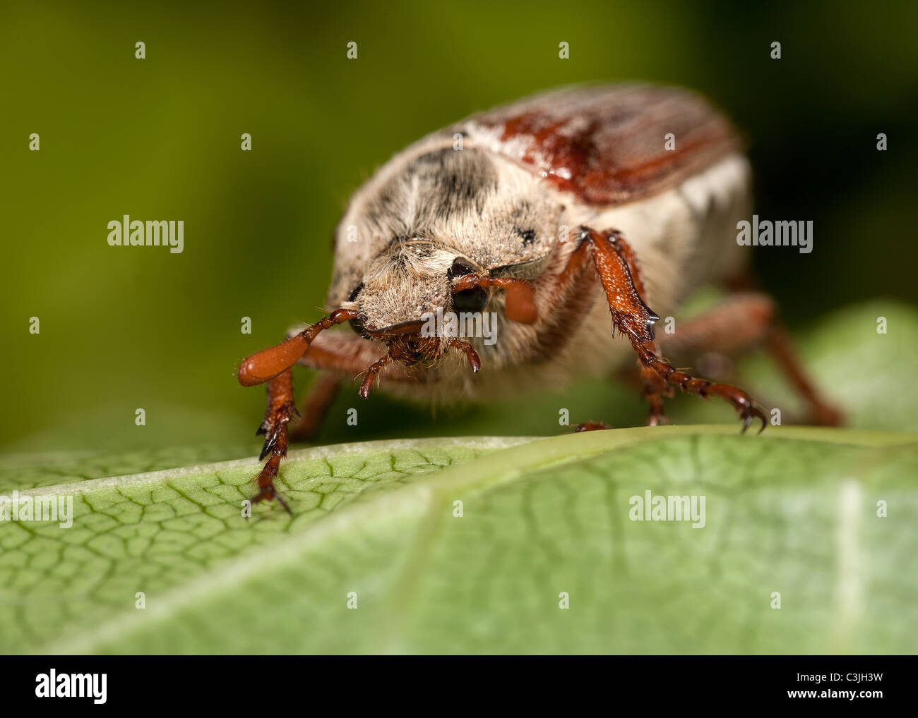 A Cockchafer Beetle or May Bug - melolontha melolontha, on a leaf. Stock Photo