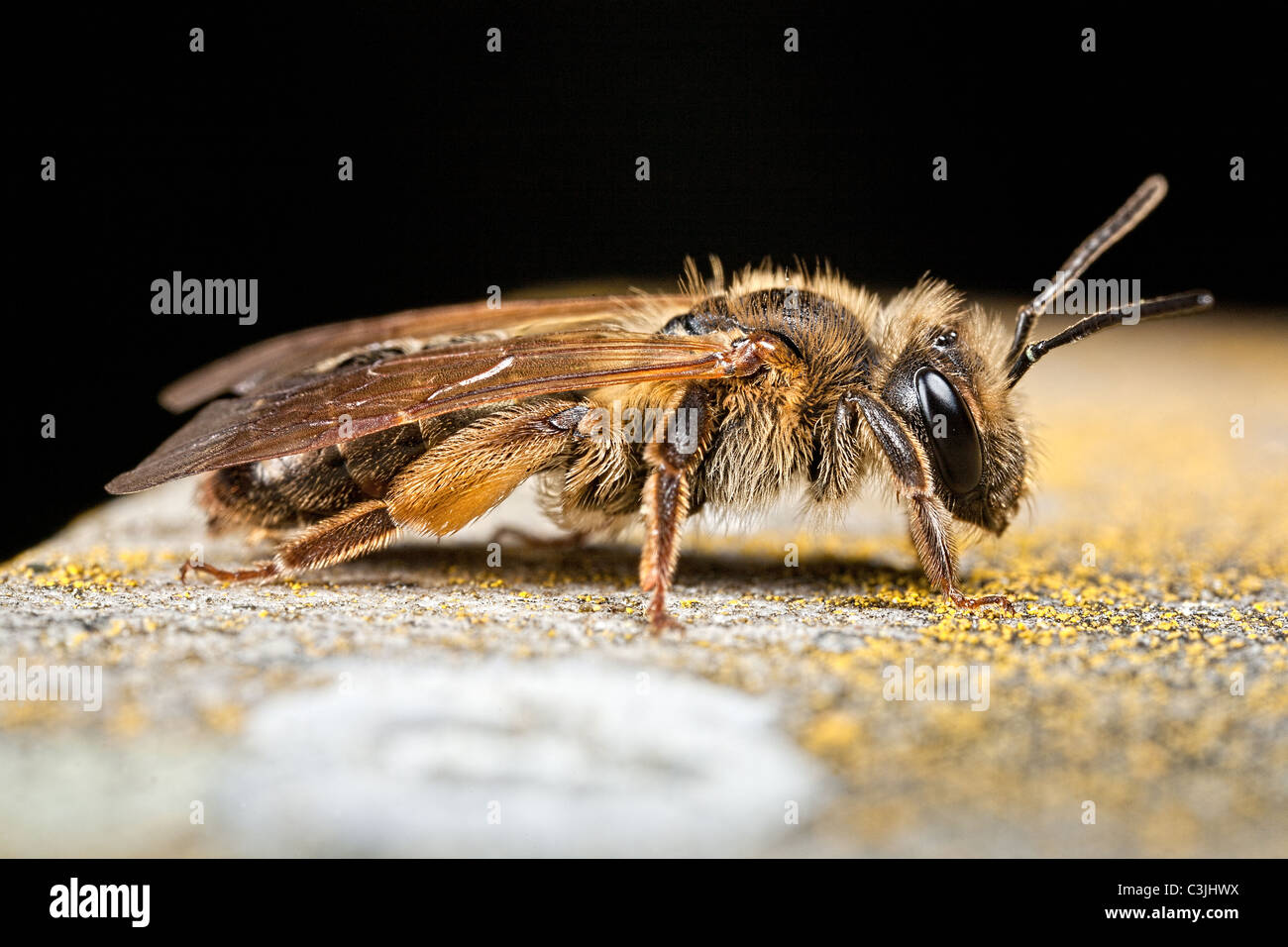 Side view bee hi-res stock photography and images - Alamy