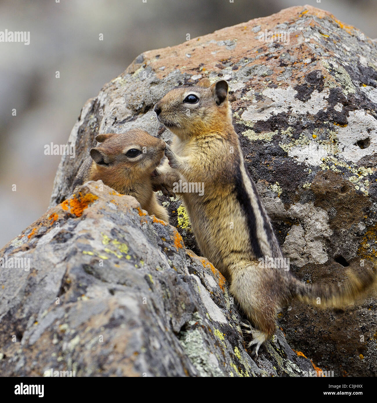 Golden-mantled Ground Squirrels playing and loving. Stock Photo