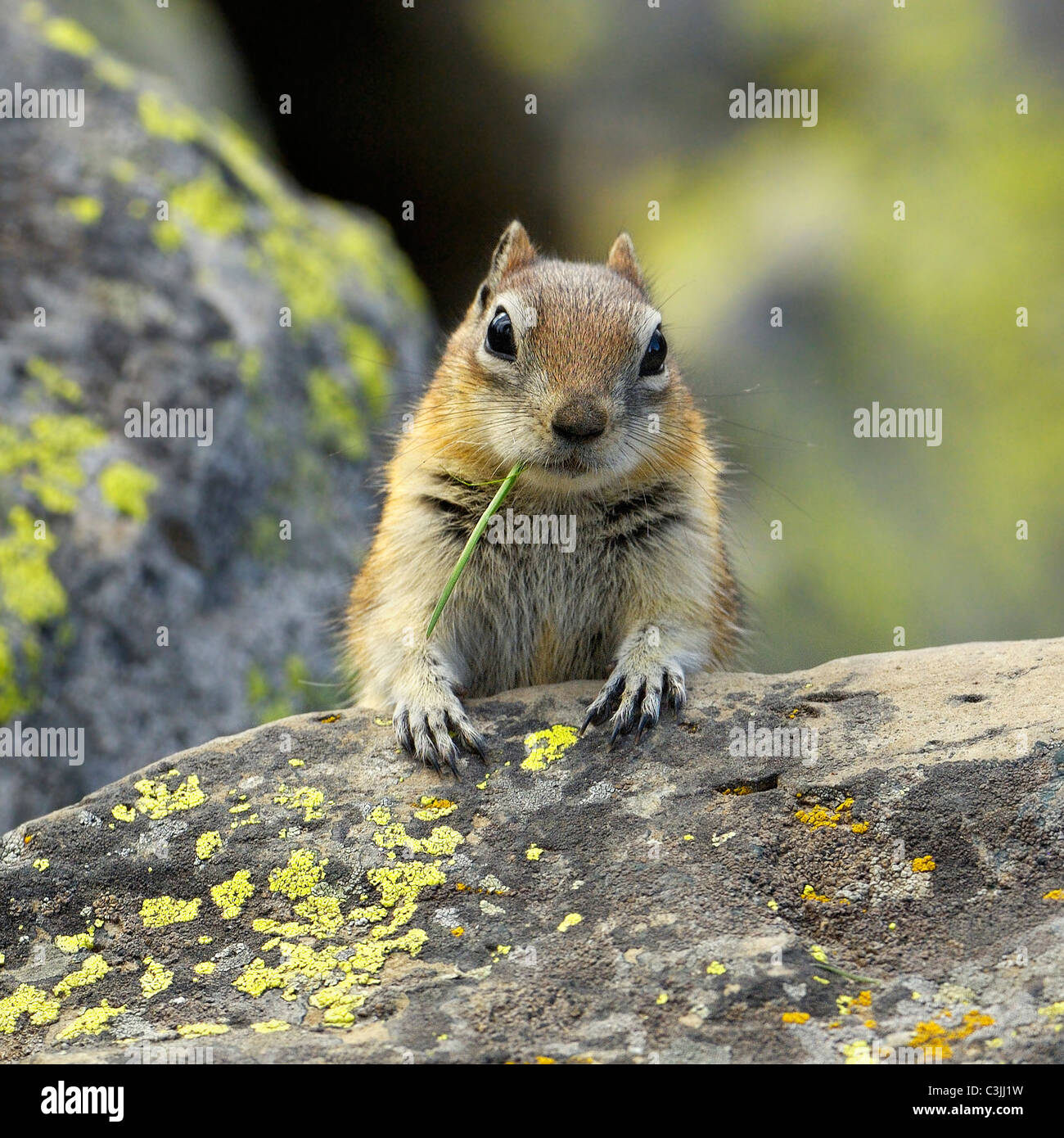 Golden-mantled Ground Squirrel Stock Photo