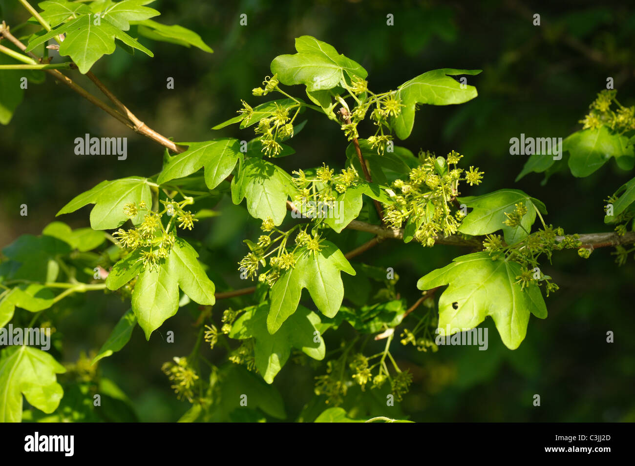 Young Leaves And Flowers On Field Maple Tree Acer Campestre In Spring 