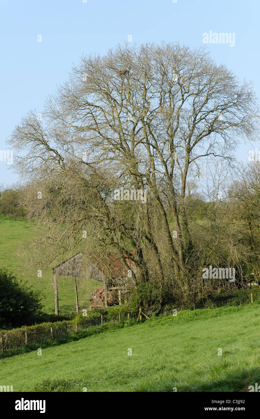 Large multi-stemmed ash tree grown from a hedge plant on a Devon bank Stock Photo