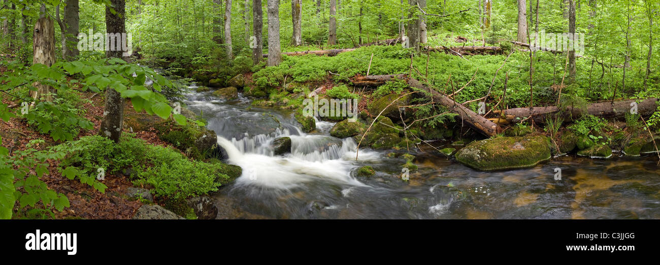 Bach im Nationalpark Bayerischer Wald, Creek in Bavarian forest national park, Deutschland, Germany Stock Photo