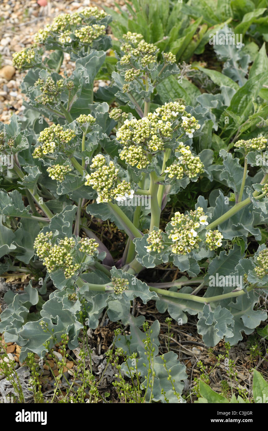 Sea kale (Crambe maritima) flowering plant growing in shingle on Chesil ...