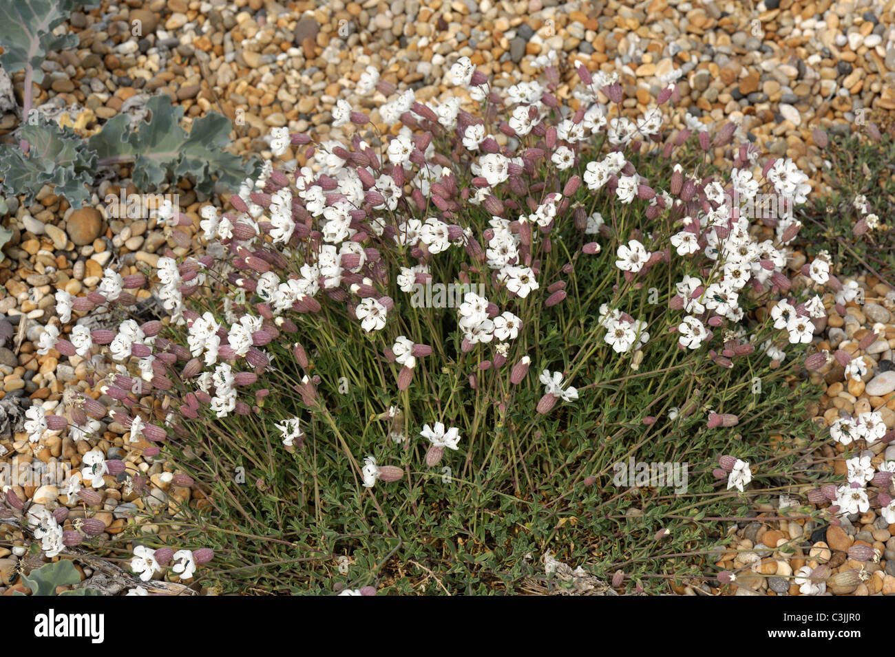 Flowering clump of sea campion (Silene maritima) on shingle at Chesil Beach in Dorset Stock Photo