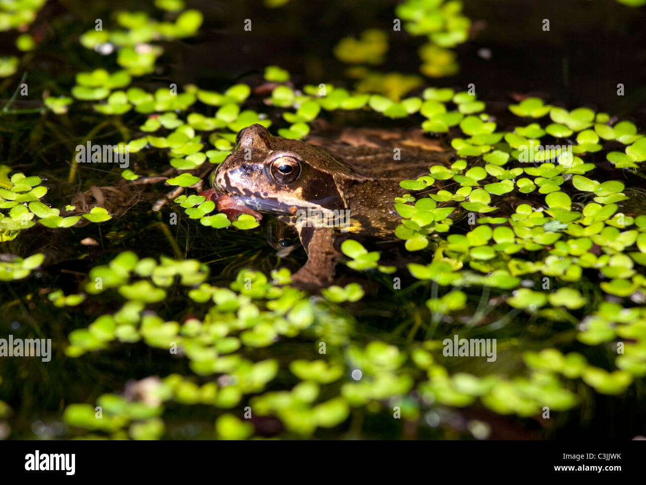 Frog camouflaged under pond weed in English garden pond Stock Photo