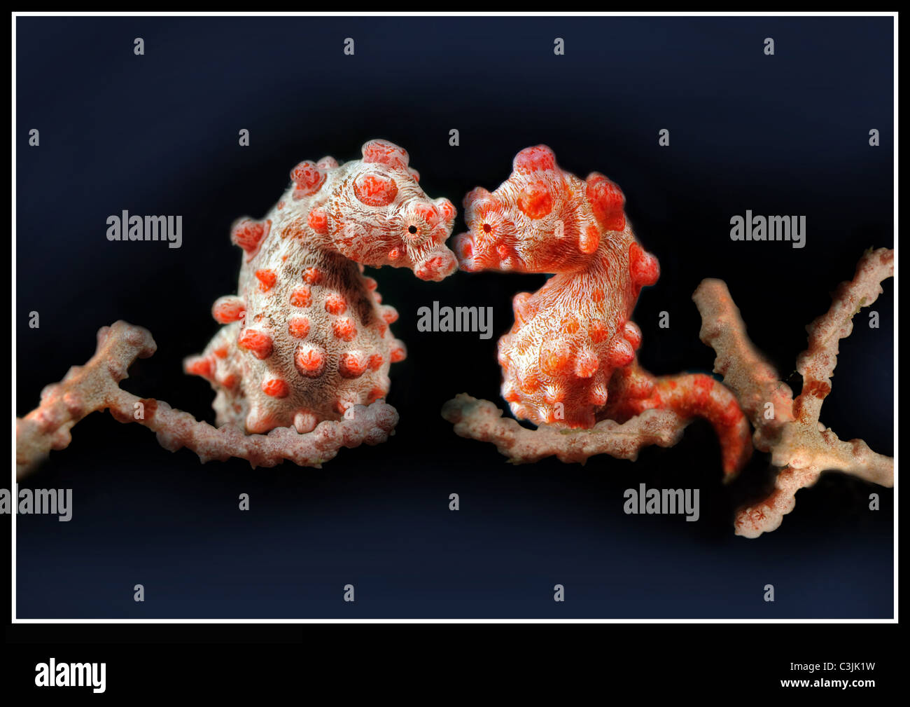 pygmy-seahorse-pair-hi-res-stock-photography-and-images-alamy