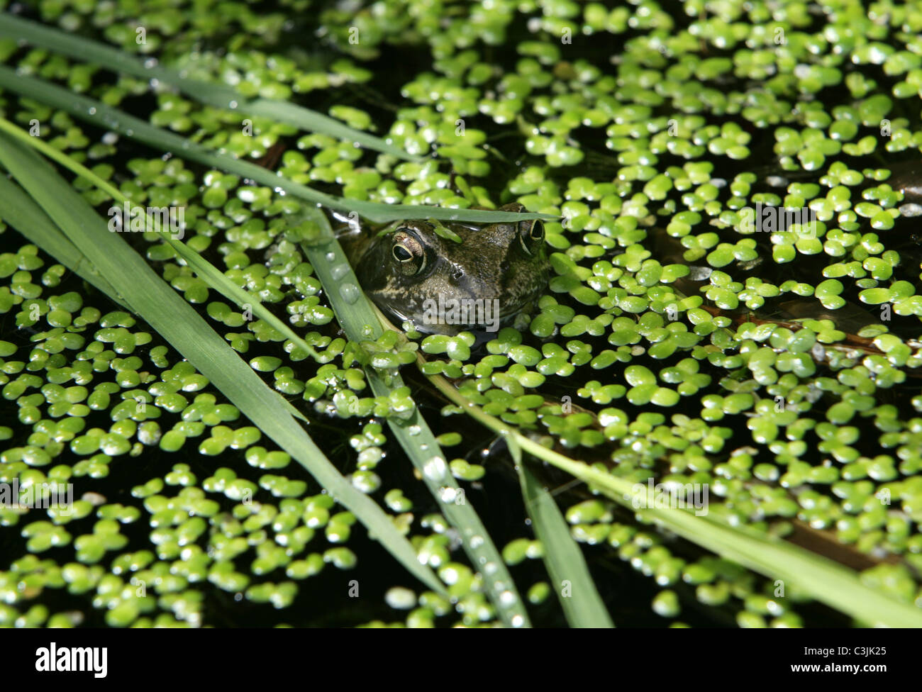 Frog camouflaged under pond weed in English garden pond Stock Photo