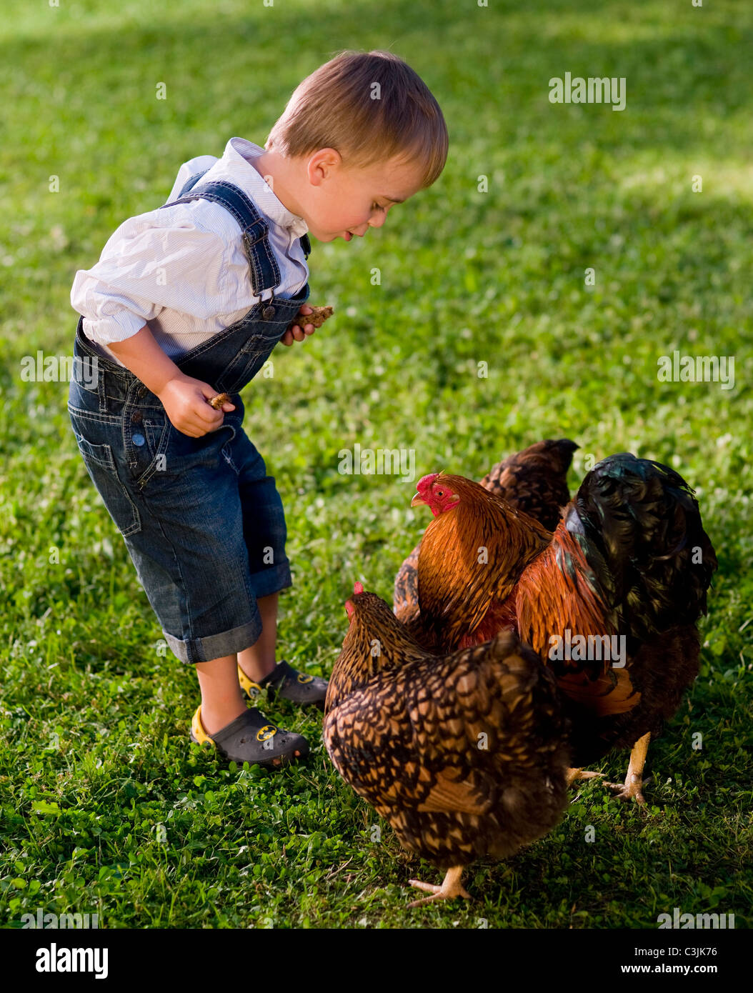 Boy playing with chicken Stock Photo