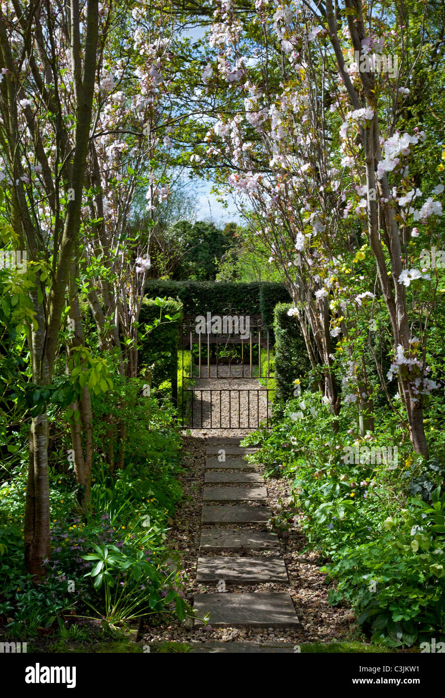 Stone slab pathway leading to metal gateway lined with cherry blossom in spring english garden Stock Photo