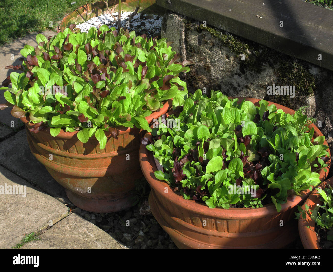 Pick and come again lettuce salad leaf vegetables growing in terracotta pots Stock Photo